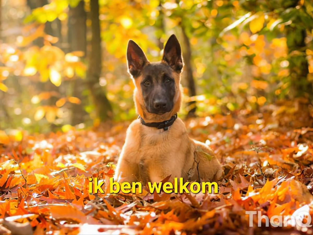 Leuk Chalet Te Huur In Putten, Honden Van Harte Welkom, Alleen Voor Recreatie Vila Exterior foto